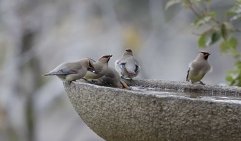 Japanese Waxwing 和歌山城公園 Sun, 2/26/2023