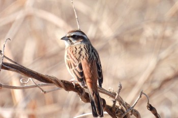 2023年2月23日(木) 多摩川の野鳥観察記録