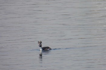 カンムリカイツブリ 多摩川 2023年2月23日(木)