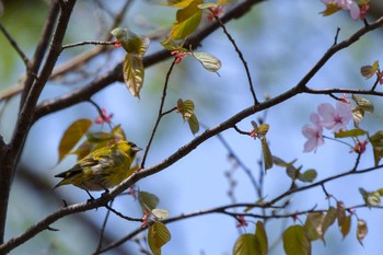 Eurasian Siskin 裏磐梯 Tue, 5/1/2018