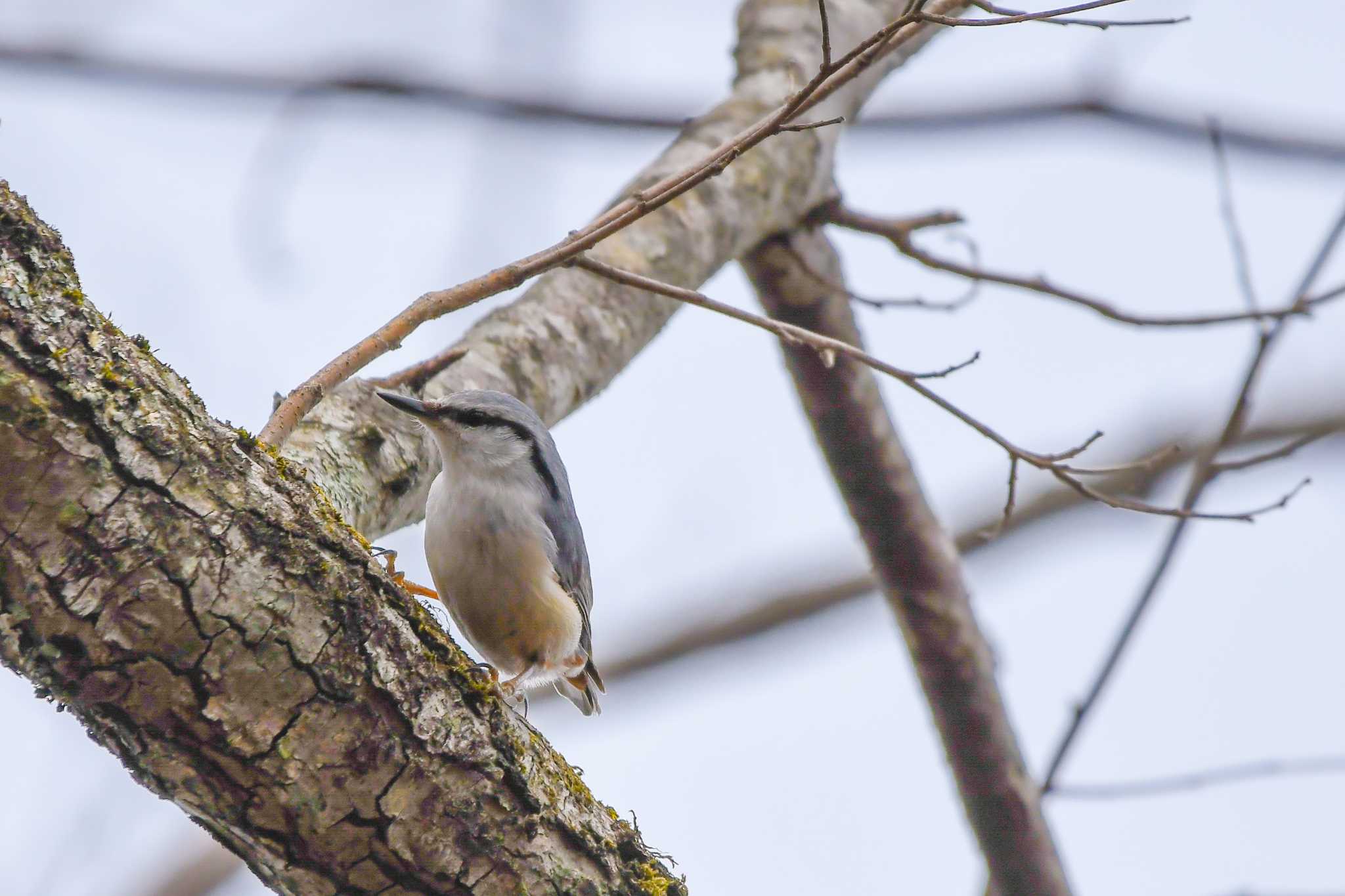 Eurasian Nuthatch