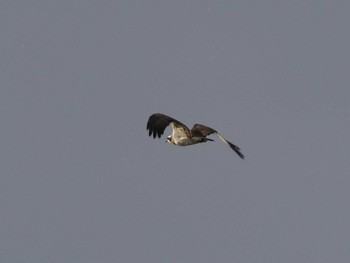 2023年2月26日(日) 宇治川(京都府宇治市)の野鳥観察記録