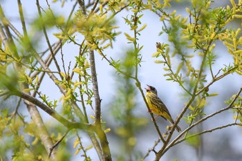 Masked Bunting 裏磐梯 Tue, 5/1/2018