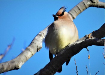 Japanese Waxwing Akigase Park Sun, 2/26/2023