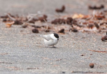 2023年2月25日(土) 中央市の野鳥観察記録