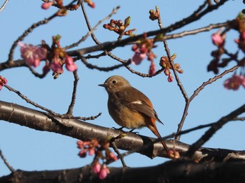 2023年2月26日(日) 見沼たんぼの野鳥観察記録