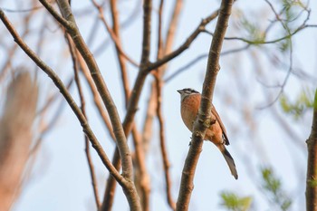 Meadow Bunting 裏磐梯 Tue, 5/1/2018