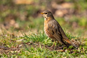 Sun, 2/26/2023 Birding report at 京都府立植物園