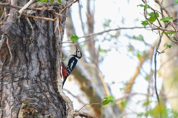 Great Spotted Woodpecker 裏磐梯 Tue, 5/1/2018