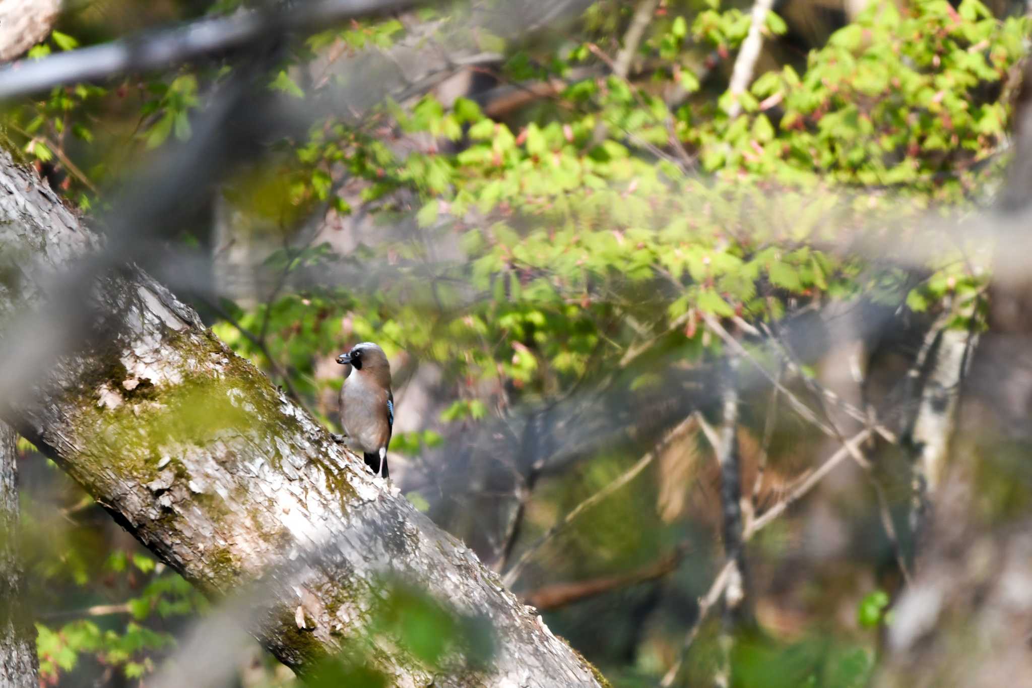 Eurasian Jay