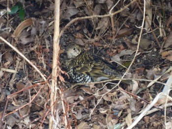 White's Thrush Akashi Park Sun, 2/26/2023