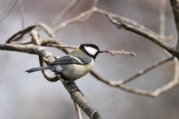 Japanese Tit 裏磐梯 Tue, 5/1/2018