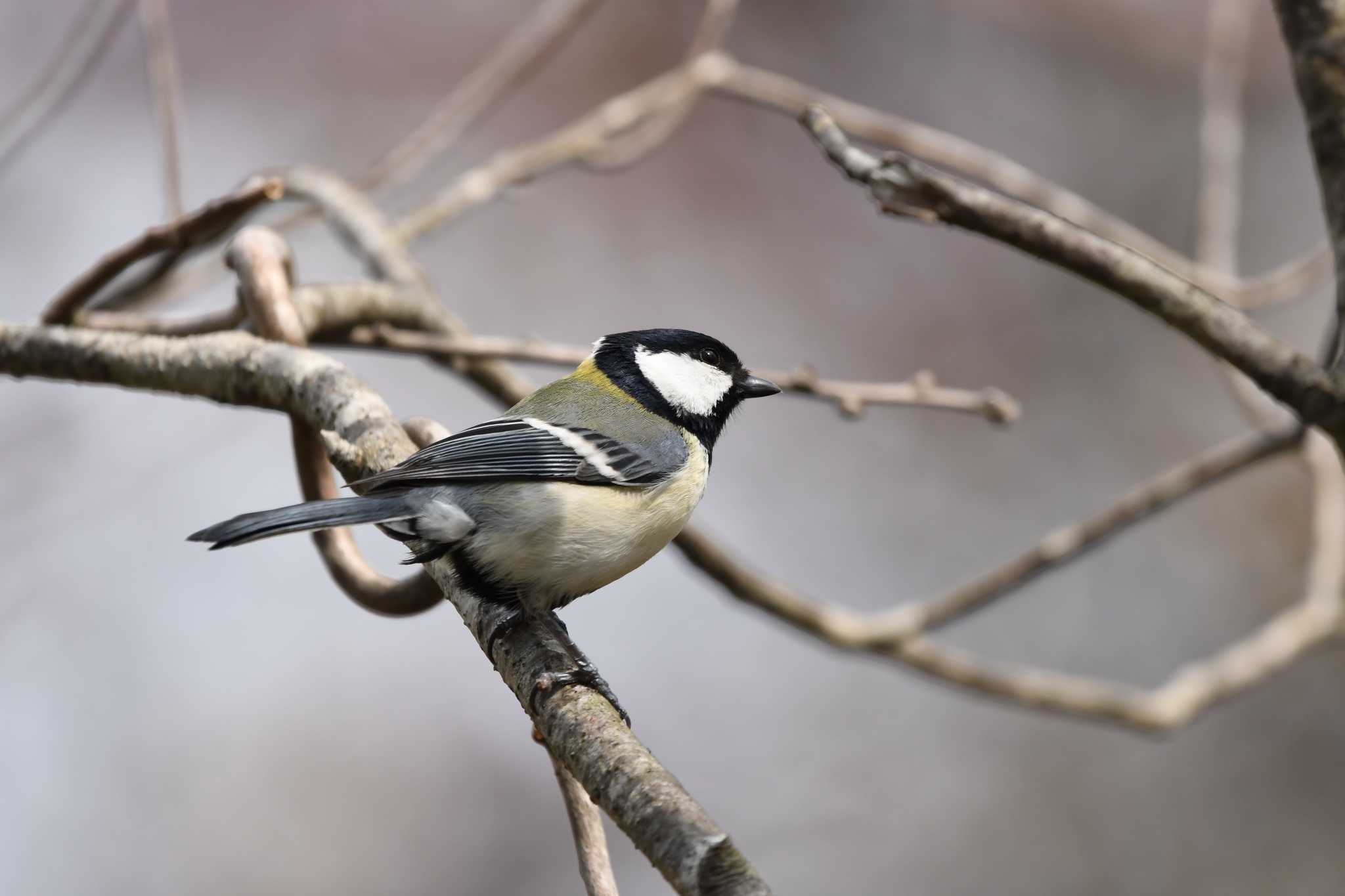 Japanese Tit