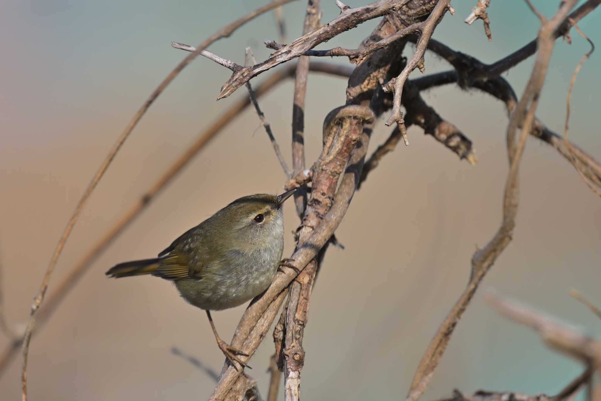 北印旛沼 ウグイスの写真 by birds@hide3