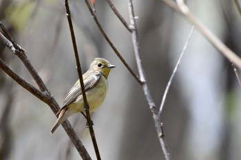 キビタキ 裏磐梯 2018年5月1日(火)