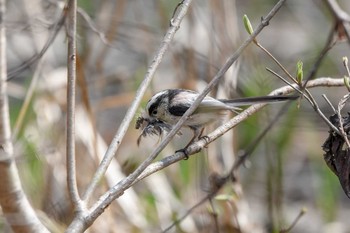 Long-tailed Tit 裏磐梯 Tue, 5/1/2018