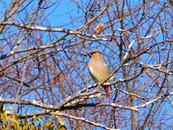 2023年2月26日(日) 秋ヶ瀬公園の野鳥観察記録