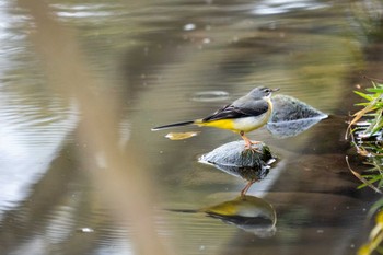 キセキレイ 京都府立植物園 2023年2月26日(日)