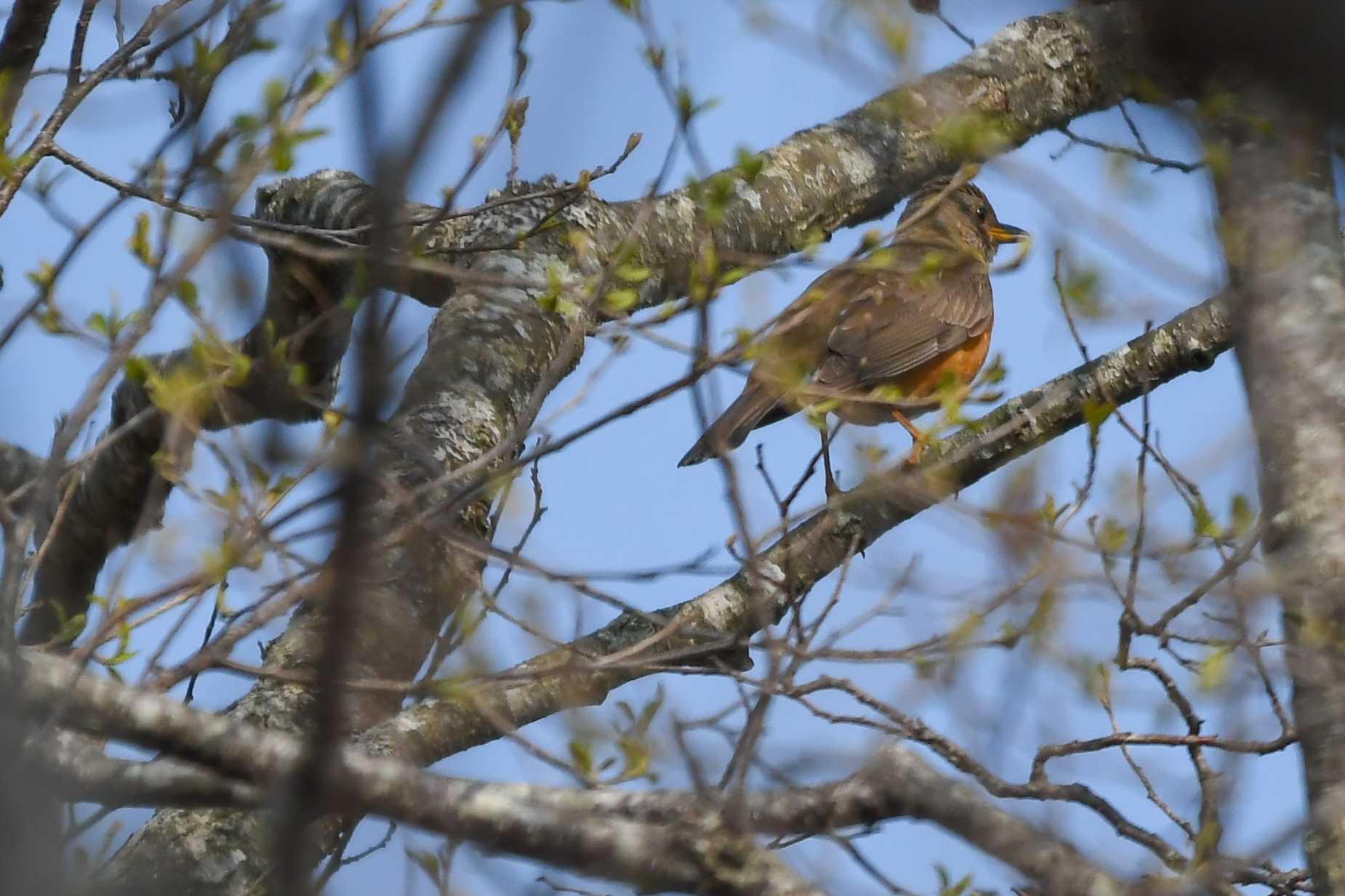 Photo of Brown-headed Thrush at 裏磐梯 by 024minion