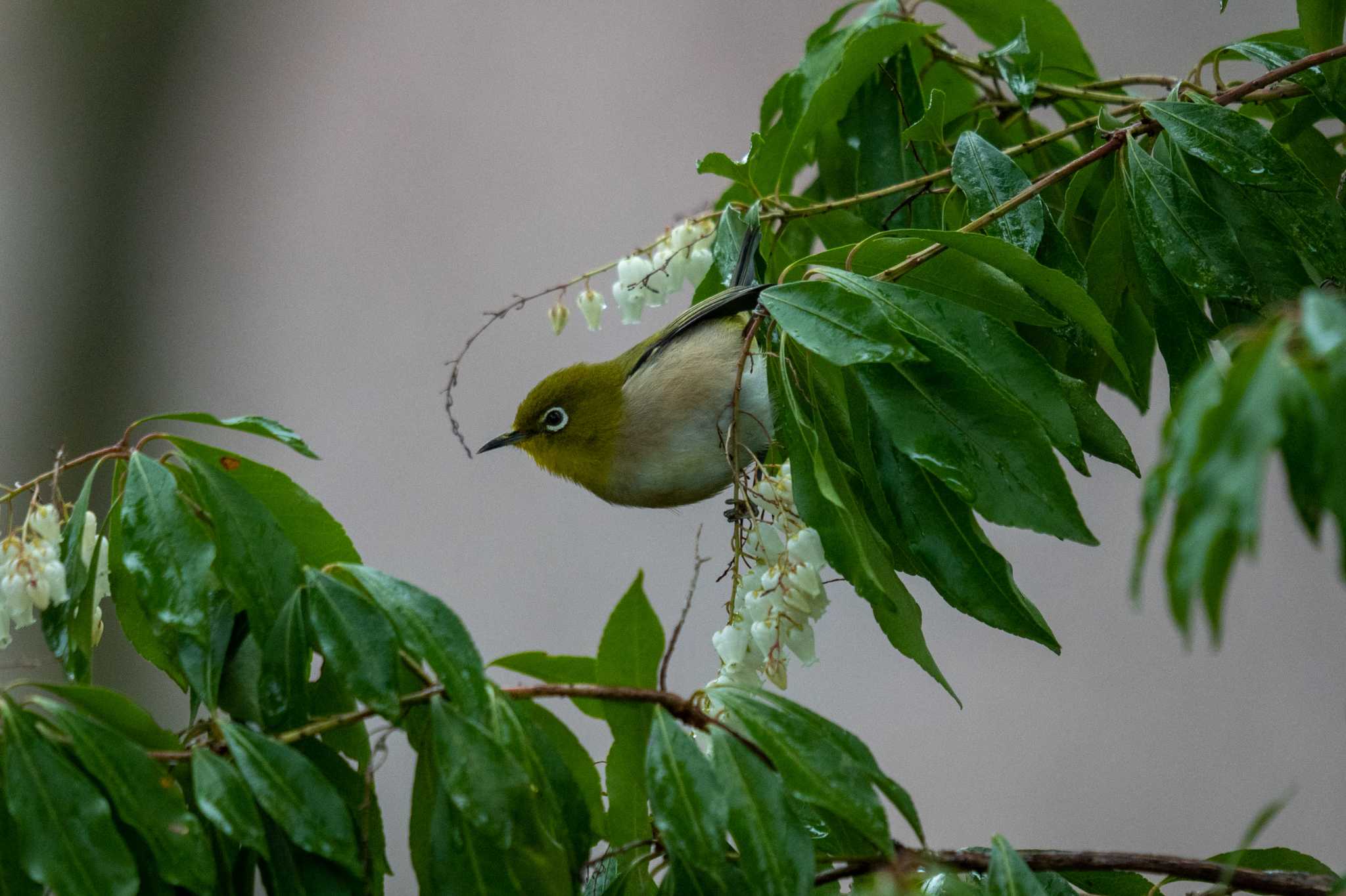 京都府立植物園 メジロの写真 by chez 