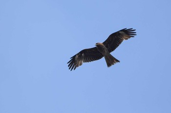 Black Kite 裏磐梯 Tue, 5/1/2018