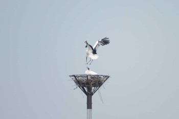 Oriental Stork Watarase Yusuichi (Wetland) Sun, 2/19/2023