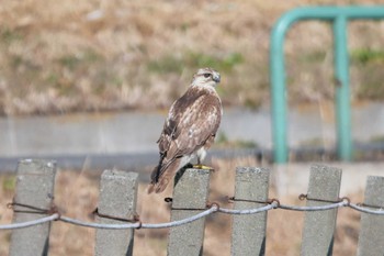 ノスリ 桜草公園 2023年2月11日(土)