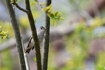 Asian Brown Flycatcher 裏磐梯 Tue, 5/1/2018