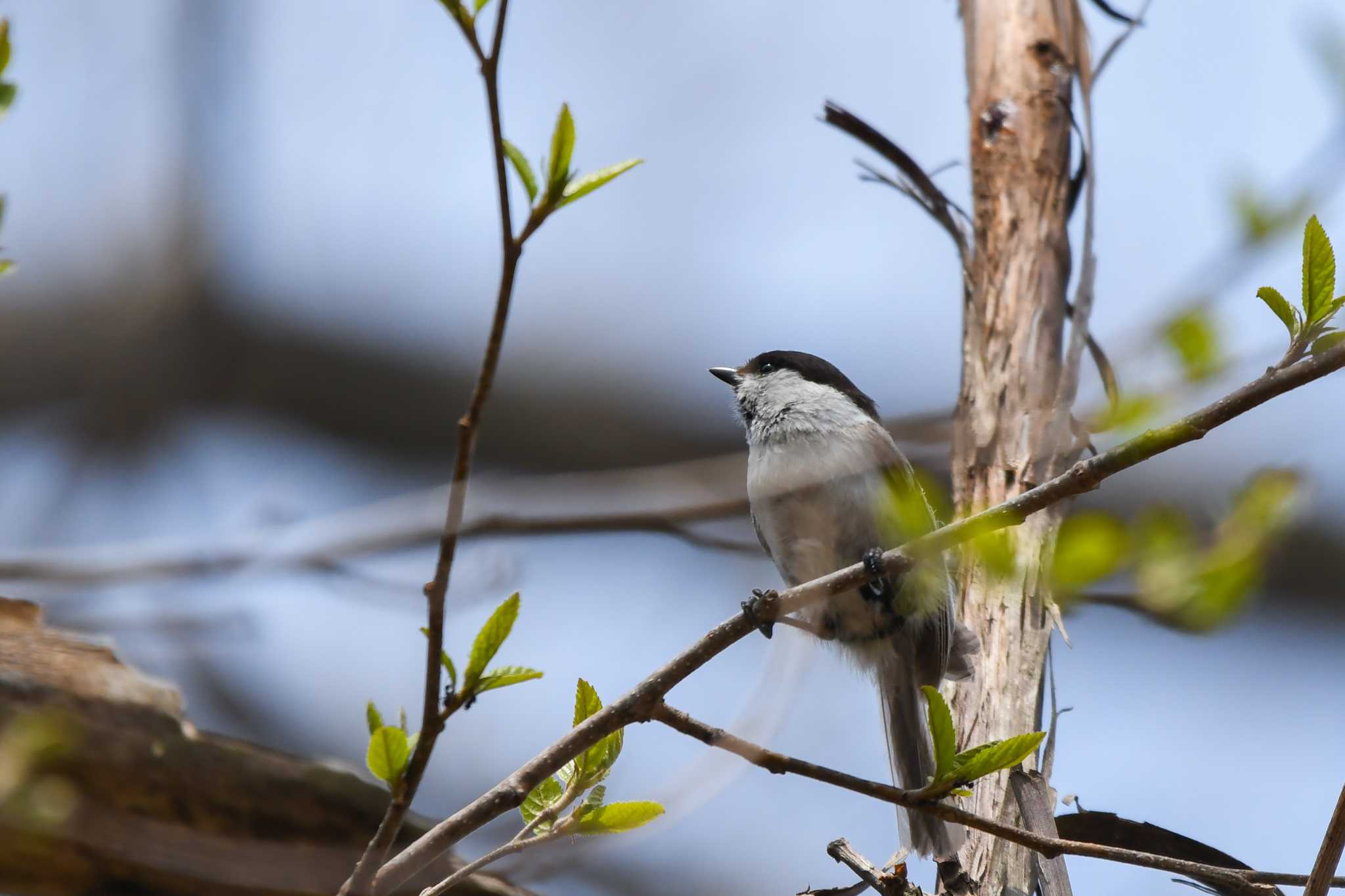 Photo of Willow Tit at 裏磐梯 by 024minion