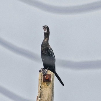 Indian Cormorant Khlung District, Chanthaburi, Thailand Thu, 2/23/2023