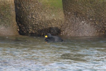 クロガモ 閖上海岸 2023年1月10日(火)