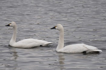 アメリカコハクチョウ 大沼(宮城県仙台市) 2023年2月23日(木)