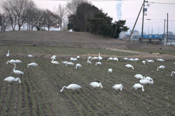 コハクチョウ 大沼(宮城県仙台市) 2023年2月22日(水)