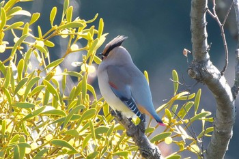 Sun, 2/26/2023 Birding report at 富岡総合公園(横浜市)