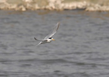 2018年5月1日(火) 葛西臨海公園の野鳥観察記録