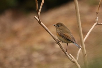 2023年2月25日(土) 薬師池公園の野鳥観察記録