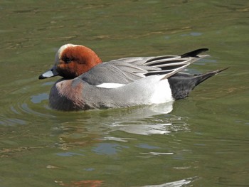 ヒドリガモ じゅん菜池緑地(蓴菜池緑地) 2023年2月21日(火)