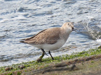 Dunlin 衣崎 Sun, 2/26/2023