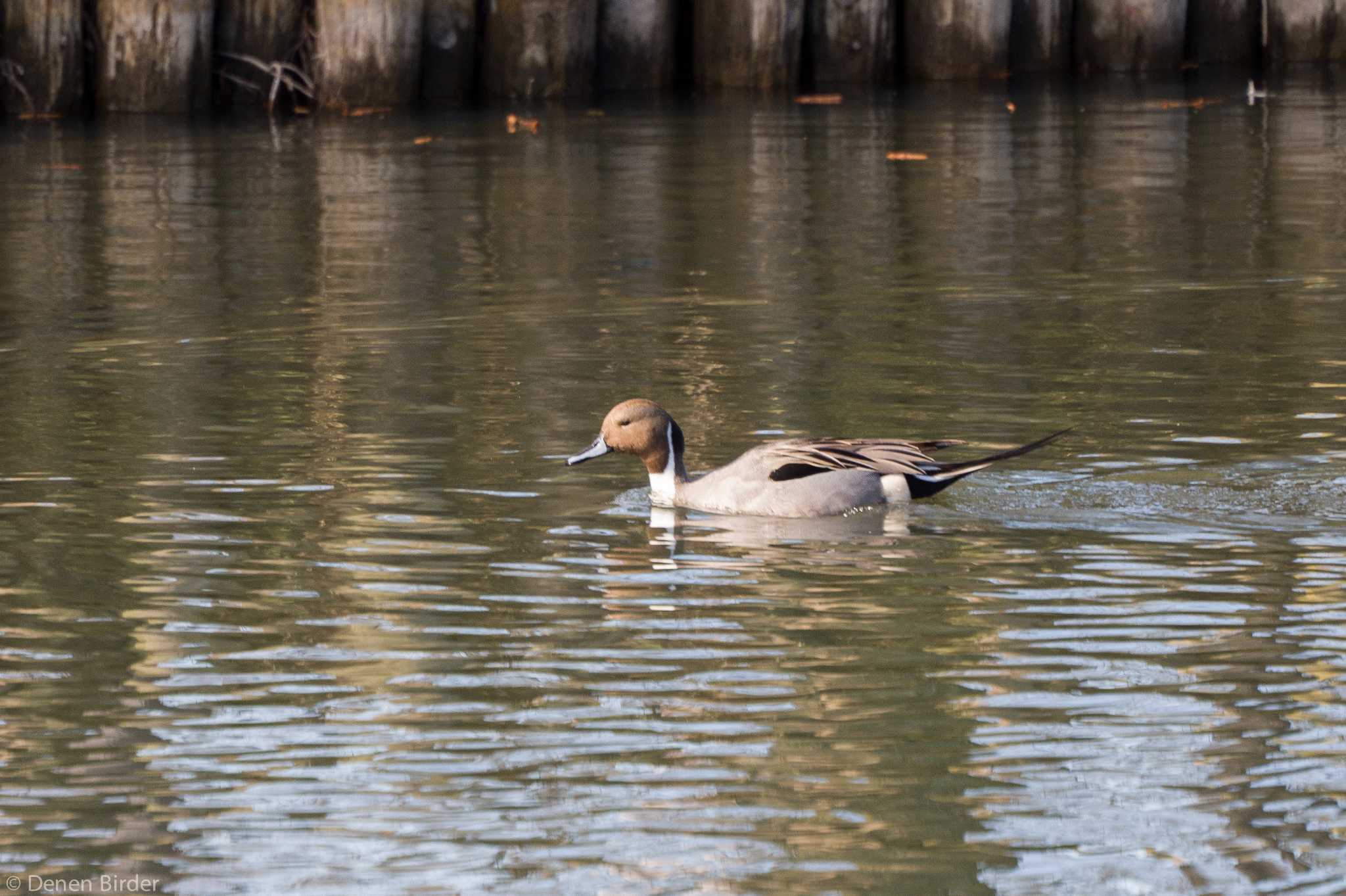 草加公園 オナガガモの写真 by 田園Birder