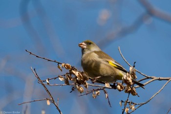 2023年2月25日(土) 草加公園の野鳥観察記録