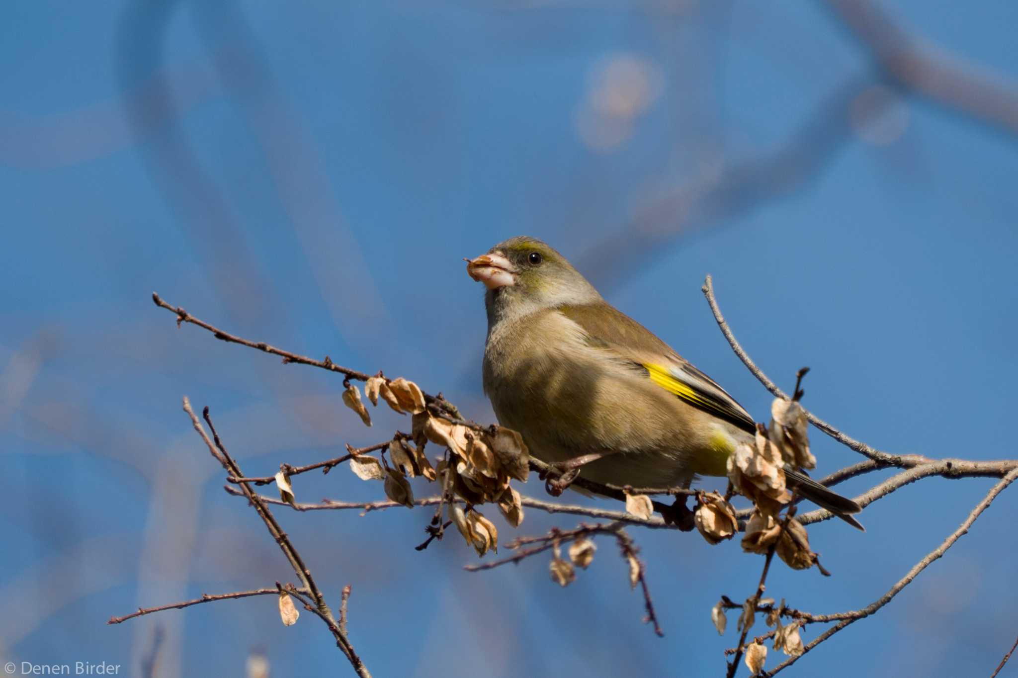 草加公園 カワラヒワの写真 by 田園Birder