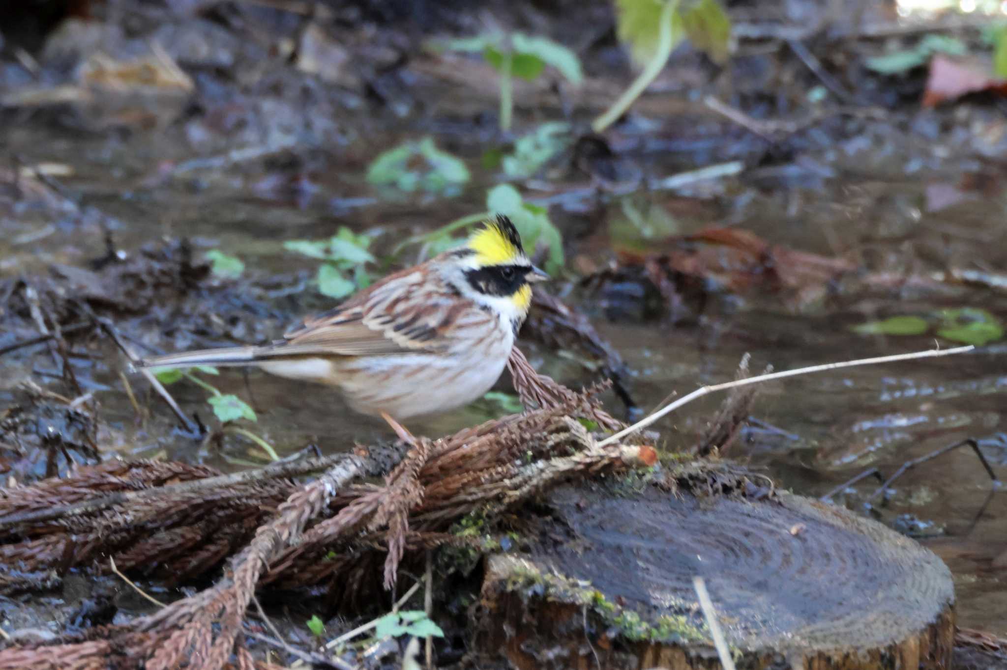 Yellow-throated Bunting