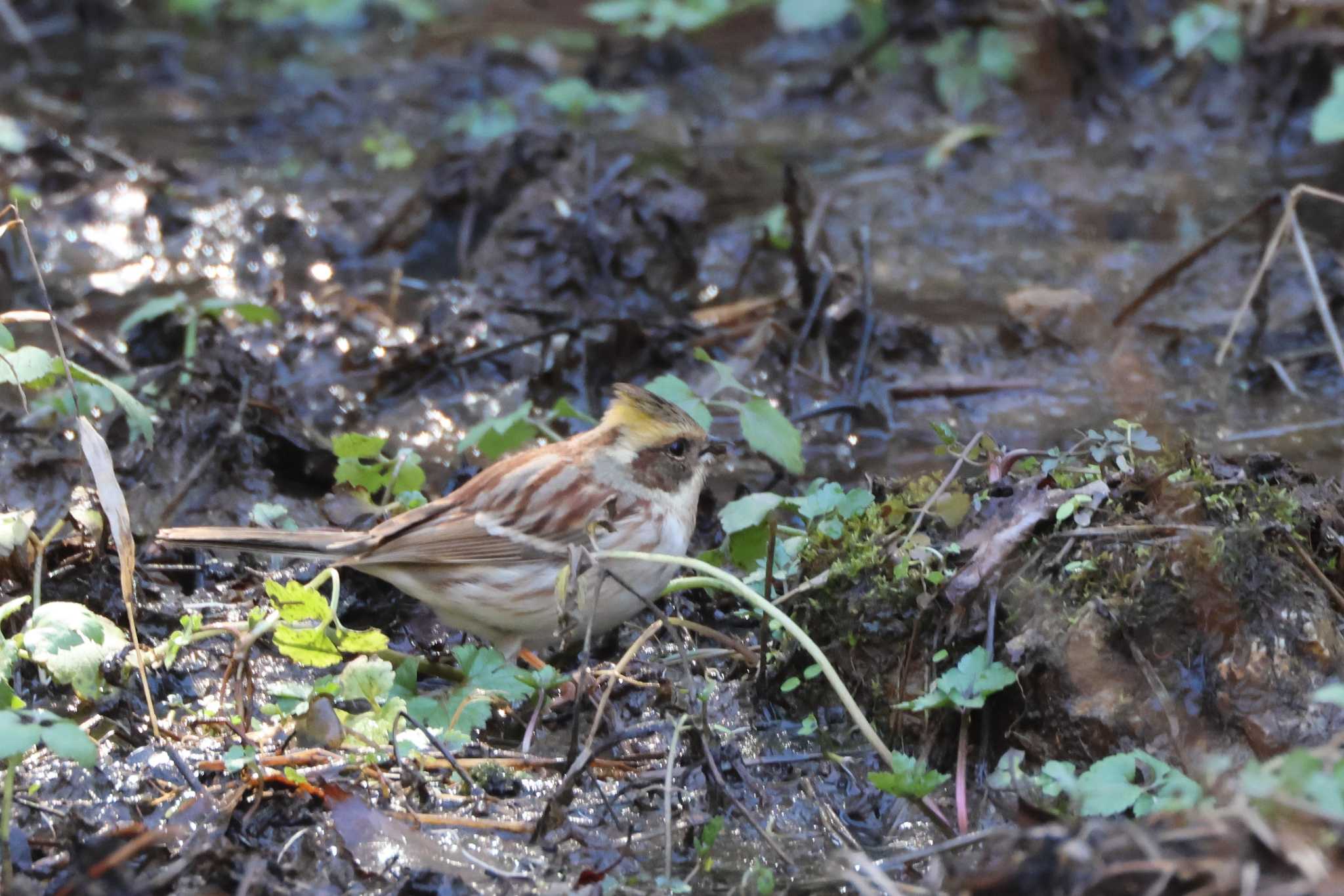 Photo of Yellow-throated Bunting at 各務野自然遺産の森 by OHモリ