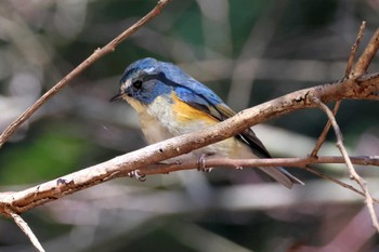 2023年2月25日(土) 各務野自然遺産の森の野鳥観察記録