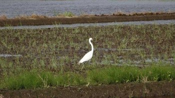 コサギ 印旛沼周辺 2018年5月1日(火)