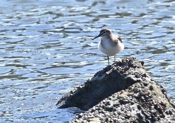 イソシギ 東京港野鳥公園 2023年2月26日(日)