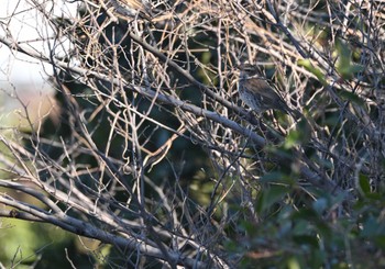 ツグミ 東京港野鳥公園 2023年2月26日(日)