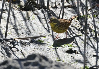 アオジ 東京港野鳥公園 2023年2月26日(日)