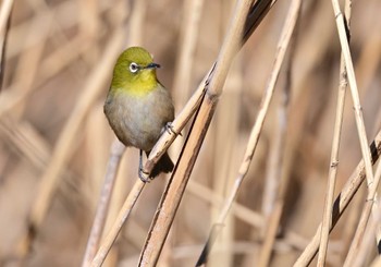 メジロ 東京港野鳥公園 2023年2月26日(日)