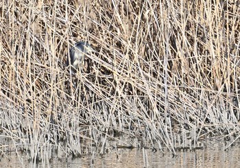 ゴイサギ 東京港野鳥公園 2023年2月26日(日)